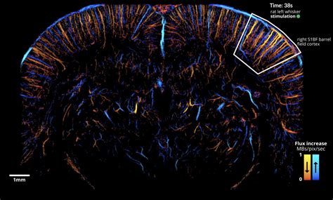 First Publication On Functional Ulm Iconeus