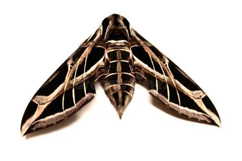 Giant Moth Stock Image Image Of Texas Flying Striped 5842827