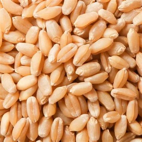 Natural Wheat Grain At Rs 2300 Quintal Wheat Grains In Risod ID