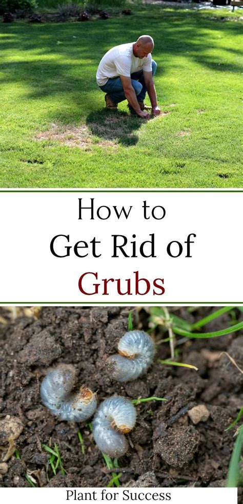 White Grubs Prevention And Treatment Artofit