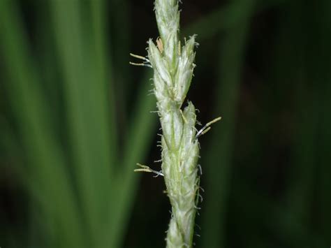 Northern Clustered Sedge Guide New York Natural Heritage Program