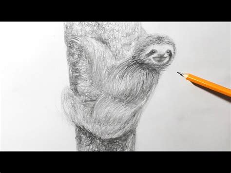 How to Draw a Sloth | Pencil Sketching Technique - Videos For Kids