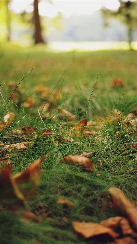 Free Images Tree Forest Branch Bokeh Plant Lawn Meadow