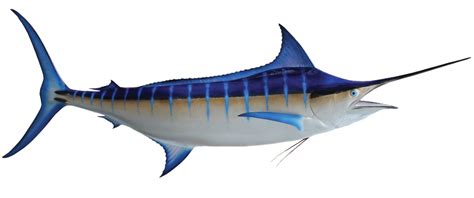 Macam-macam Jenis Ikan Marlin