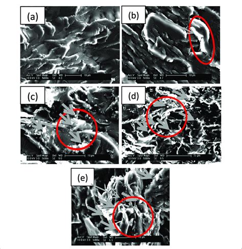 Sem Images Of Cryogenic Fracture Surfaces Of A Neat Hrpuc Puc Xgnp