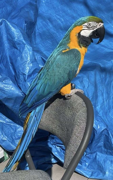 Year Old Male Blue And Gold Macaw For Sale With Cage