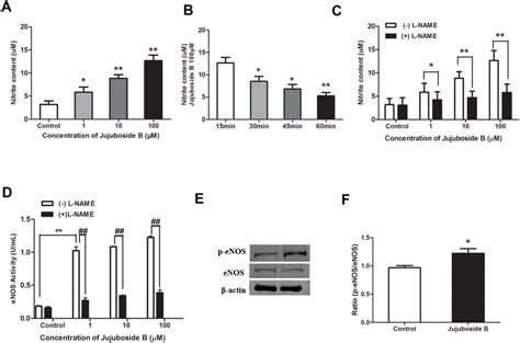 Jujuboside B Increased No Generation And Stimulated Enos Activation By Download Scientific