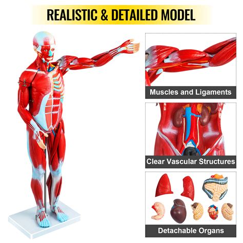 VEVOR 27 Teilig Anatomie Modell Torso Des Menschen Anatomiemodell