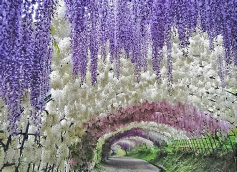 Wisteria Flower Tunnel in Japan – The wanders