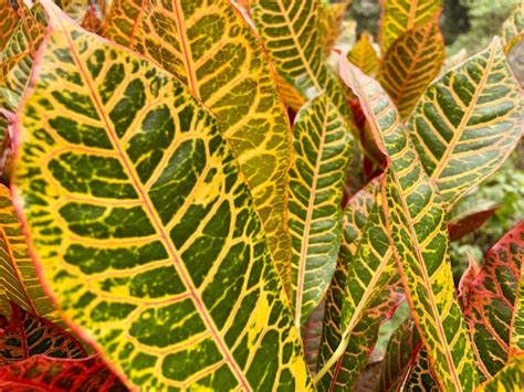 Una Planta Con Hojas De Color Verde Brillante Y Amarillo Y Venas Rojas