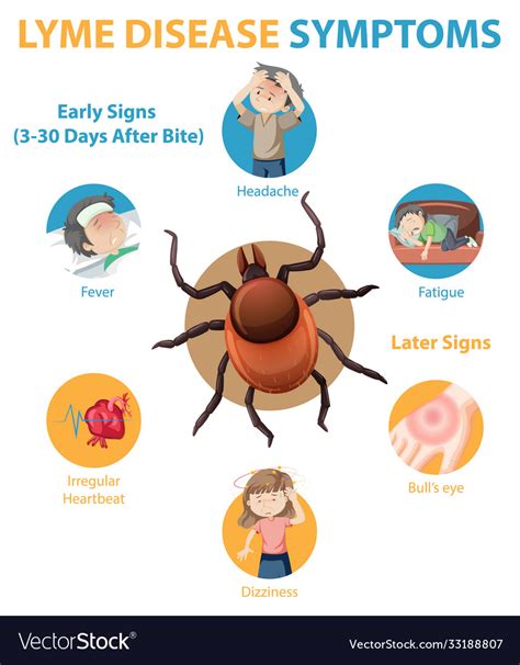 Lyme Disease Symptoms Information Infographic Vector Image