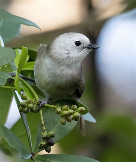 Restoring taonga wildlife - Project Island Song