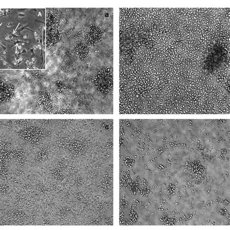 Morphological Characterization Of Dendritic Cells Dc Images Are From