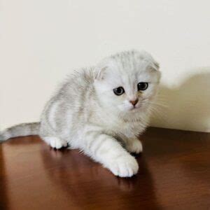 Scottish Fold Kittens For Sale - Adopt From Munchkin Cat Cattery