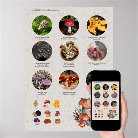 Edible Mushrooms Photos And Illustrations Chart Zazzle