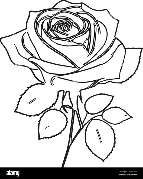 Vector Illustration Line Art Of Rose Stock Vector Image And Art Alamy