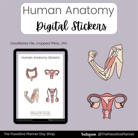 Human Anatomy Digital Stickers Goodnotes Stickers Digital Etsy