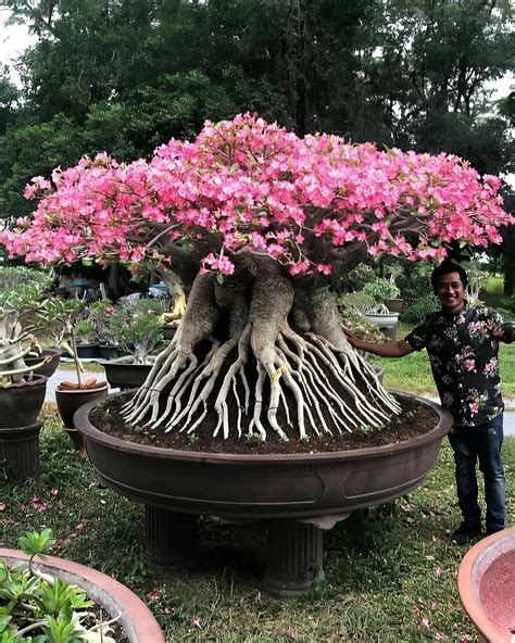 488 Best Adenium Images On Pholder Succulents Adenium And Gardening