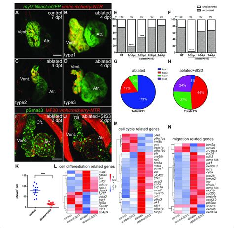 Inhibition Of Tgf Smad Signaling Pathway Impedes Ventricular