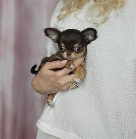 Apple Head Chihuahua Puppies Teacup & Mini Size in California Apple ...