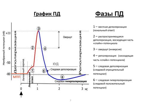 Потенциал покоя и потенциал действия - презентация онлайн