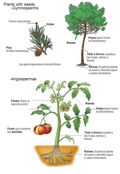 4 Ejemplos De Plantas Con Semillas Brainly Lat