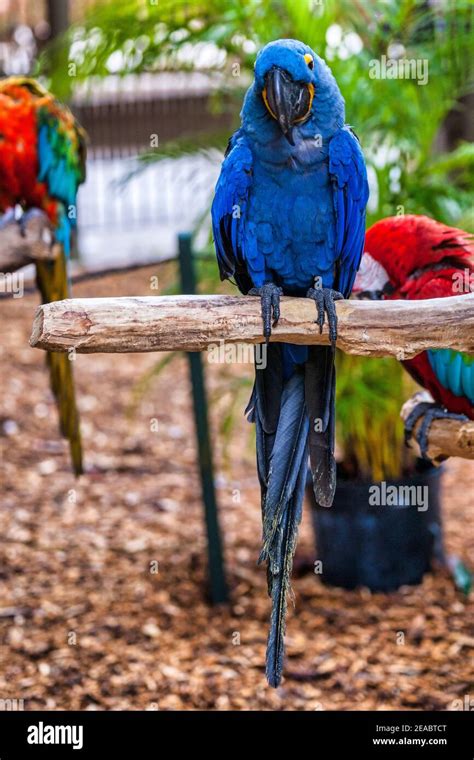 A Hyacinth Macaw Parrot Poses On A Perch At Jungle Island In Miami