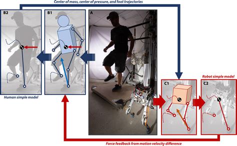 Dynamic Locomotion Synchronization Of Bipedal Robot And Human Operator