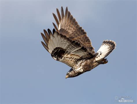 Rough-legged Buzzard Photos, Rough-legged Buzzard Images, Nature ...