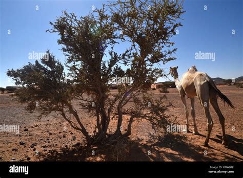 Sudan Desert Hi Res Stock Photography And Images Alamy