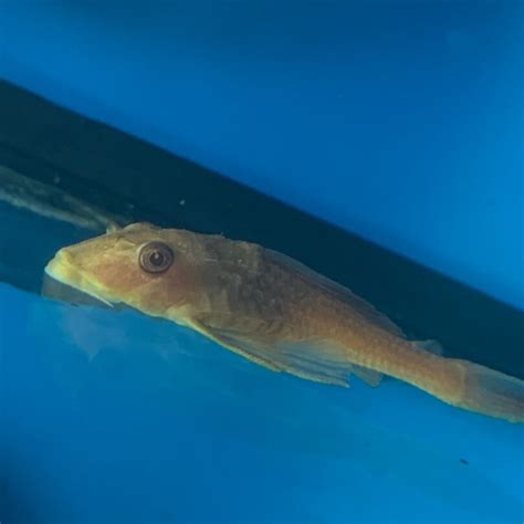 Albino Choclate Pleco 4 5 For Sale Exotic Fish Shop 774 400 4598
