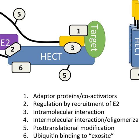 Modulation Of Hect E3 Ligase Function By Adaptor Proteins And Download Scientific Diagram