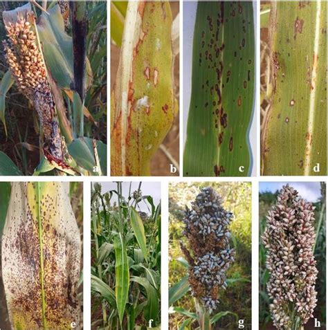 Fungal Diseases Observed In Sorghum Fields In Different Agro Ecological Download Scientific