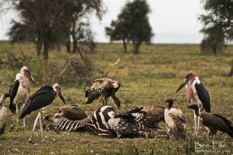 Why The World Needs Vultures Huffpost Sustainability