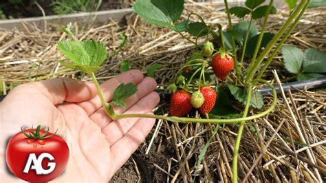 Strawberry Plant Runners Reproduction