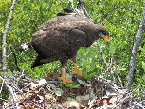 The Cuban Black Hawk Is An Endemic Diurnal Raptor In Cuba Inhabiting