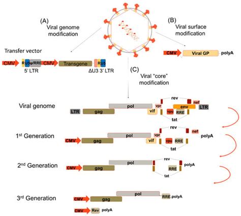 Viruses Free Full Text Lentiviral Vector Pseudotypes Precious