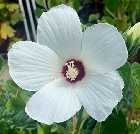 Plantfiles Pictures Hibiscus Species Sacramento Rose Mallow Delta Hibiscus River Mallow