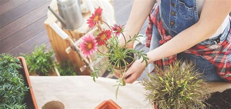 8 Consejos Prácticos Para El Cuidado De Tus Plantas O Jardín Clean