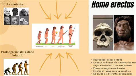 Proceso De Hominizaci N Pdf Descarga Gratuita