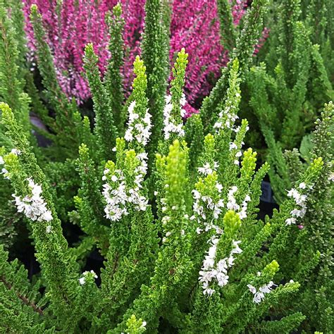 Calluna Vulgaris ‘skyline Barcelona Find Haveplanter