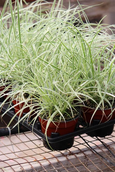 Ornamental Grass Setaceum Pennisetum Sky Rocket Lucas Greenhouses