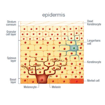 What Is A Melanocyte