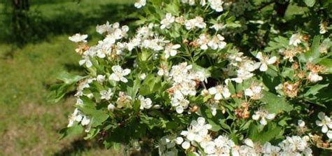 Common hawthorn (Crataegus monogyna) - growing guides