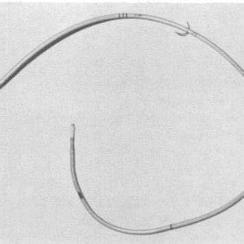 Distal portion of PA catheter after removal. A needle hole was situated... | Download Scientific ...