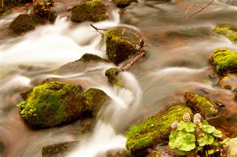 Gratis Billeder Landskab Natur Skov Klippe Vandfald Blad Blomst