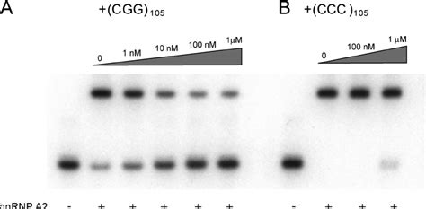 CGG 105 RNA Competes With BC1 RNA For Binding To HnRNP A2 EMSA