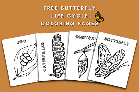 Free Butterfly Life Cycle Coloring Pages - Rooted Wings Co