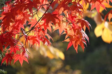 【红枫深处秋意浓时】2017年10月国庆13天日本北海道大环线游 登别旅游攻略 游记 去哪儿攻略