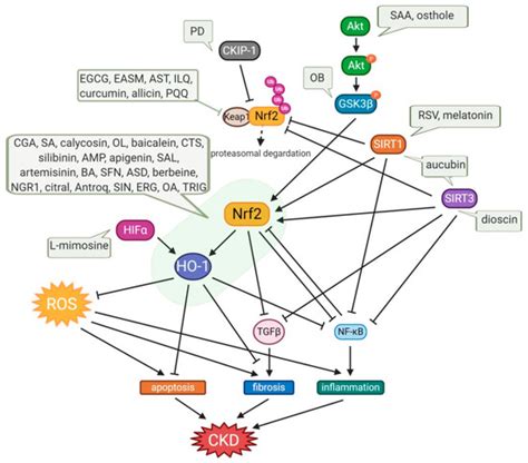 Small Molecule Natural Products Targeting Nrf2 Ho 1 Signaling